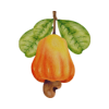 Cashew icon