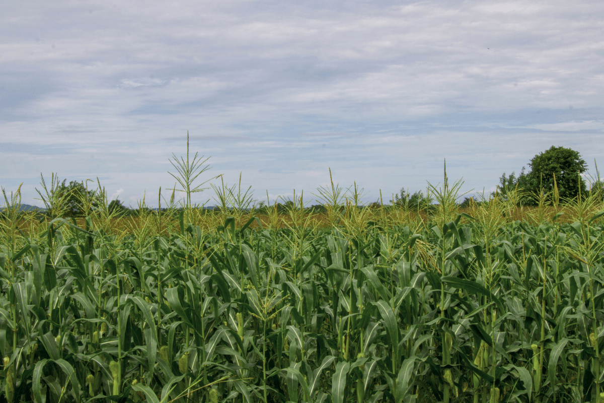 Valuable Crop Insights